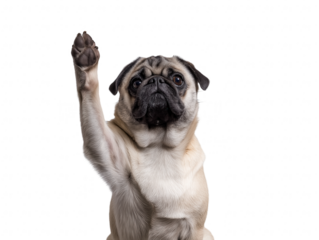 Playful pug dog standing on hind legs with front paw raised on transparent background