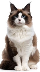 A ragdoll cat with beautiful blue eyes poses elegantly, showcasing its fluffy coat and calm demeanor