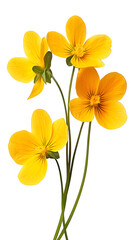 Fototapeta premium Colorful Pansy Flowers Border – Vibrant Spring Floral Frame with Purple, Yellow, and White Blossoms for Invitations, Cards, Posters, or Seasonal Designs.