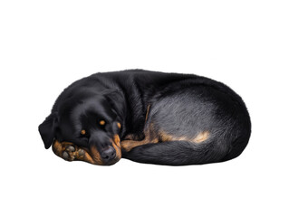 Fototapeta premium Black dog with brown markings sleeping on transparent background