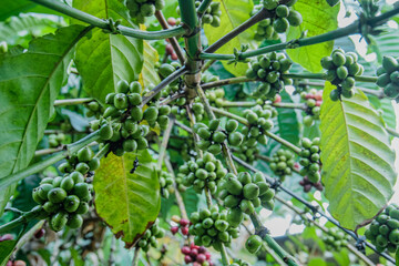 image of coffee fruit in the garden