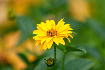 Macro Shot of a Yellow Flower with Insect on Bloom in Green Garden Background