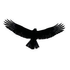 Solid black silhouette of a hawk soaring
