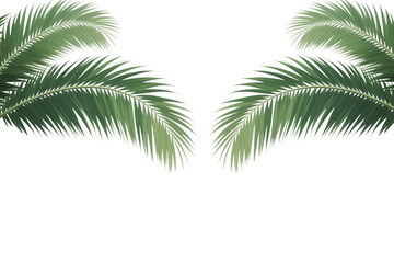 Isolated tropical palm tree and green leaves, a natural plant on a white background