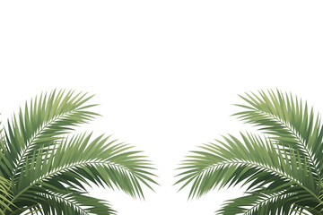 Fototapeta premium Isolated against white, a green tropical palm leaf, a natural branch from a palm tree, showcases its exotic foliage