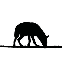 Solid black silhouette of a hyena scavenging