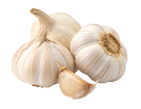 garlic and cloves isolated on transparency or jpeg background
