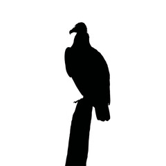 Solid black silhouette of a vulture perching