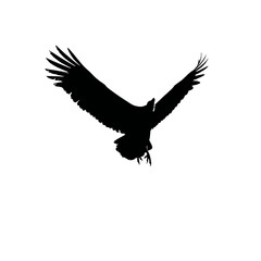 Solid black silhouette of a vulture circling