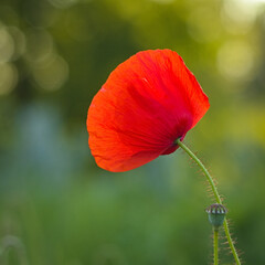 Czerwony mak polny na zielonym tle – makrofotografia kwiatu © Andrzej