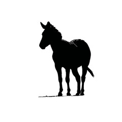 Solid black silhouette of a zebra standing