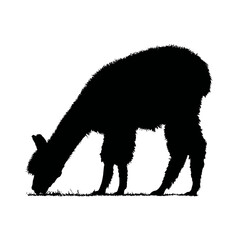Solid black silhouette of an alpaca grazing