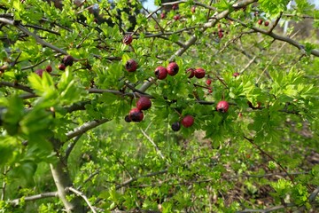 a tree with red berries on it