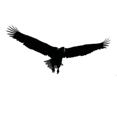 Solid black silhouette of an eagle flying