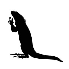Solid black silhouette of an iguana eating