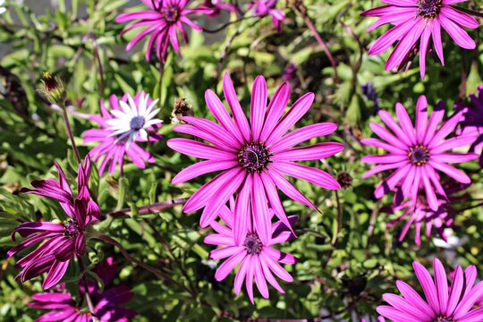 Purple flowers in a garden. Natural botanical detail highlighting texture, color, and organic floral patterns. Elongated petals and rich contrasting hues against a lush green background 