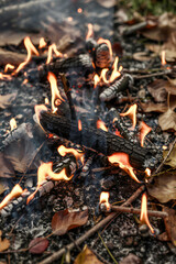 Closeup of Burning Wood and Leaves in a Campfire Outdoors
