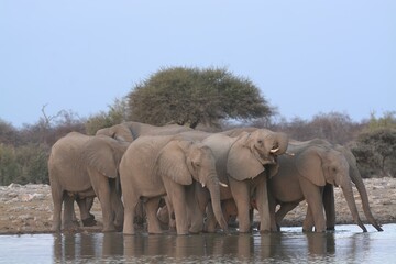 Fototapeta premium elephants in the water, african giant