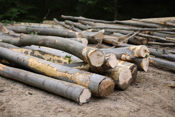 Stack of firewood, illegal logging