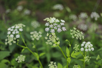 Fototapeta premium Ground elder plant, Goutweeds (Aegopodium podagraria)