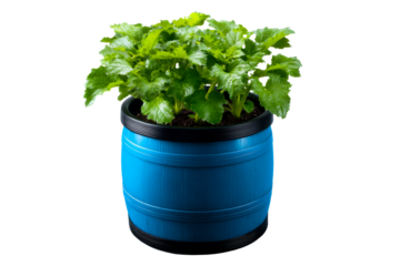 Bright blue planter with fresh leafy greens growing inside