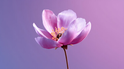 single stylized flower bloom in full focus