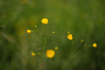 Meadow buttercup flower (Ranunculus acris)