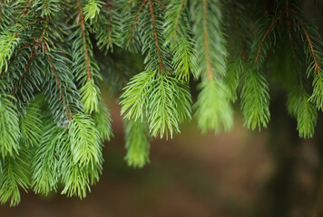 Close up of pine needles - Norway spruce (Picea abies)