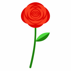 Obraz premium Beautiful Ranunculus flower stick with lush green leaves, illustrated in elegant vector art style—perfect for floral-themed digital designs and prints.