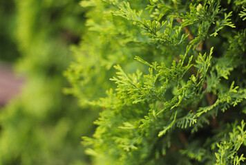 Close up of green thuja