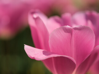 晴れた5月に咲いた美しいチューリップの花