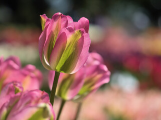 晴れた5月に咲いた美しいチューリップの花