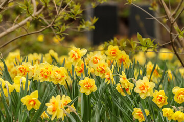 Fototapeta premium Beautiful bicolor daffodils in shades of yellow and orange in a flowerbed in May in Finland. Daffodils are hardy perennial bulb flowers which thrive well in the Finnish climate.