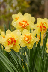 Obraz premium Beautiful bicolor daffodils in shades of yellow and orange in a flowerbed in May in Finland. Daffodils are hardy perennial bulb flowers which thrive well in the Finnish climate.