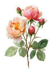Obraz premium Watercolor Illustration of Pink and Peach Roses with Green Leaves and Bud on Transparent Background