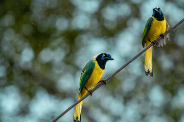 The green jay is a species of New World jay (Cyanocorax luxuosus) found in Central America, Mexico, and southern Texas.