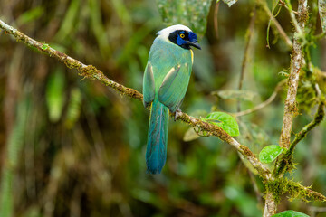 The green jay is a species of New World jay (Cyanocorax luxuosus) found in Central America, Mexico, and southern Texas.