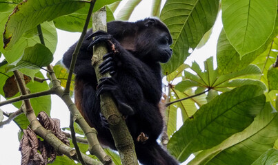 Mantled Howler Monkey (Alouatta palliata) climbing through tree branches in tropical forest canopy, Costa Rica