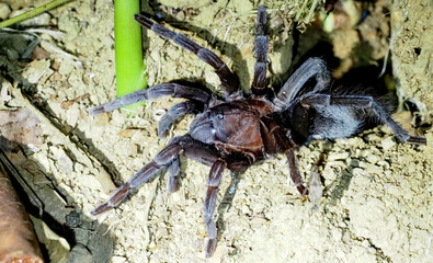 Selenocosmia crassipes Tarantula on Ground, Costa Rica