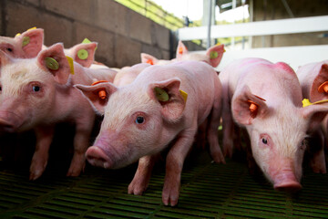 Early Growth and Environmental Conditions of Young Piglets in Controlled Housing Systems © Remberto