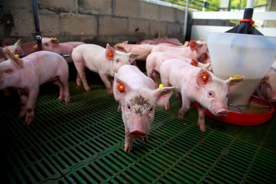 Early Growth and Environmental Conditions of Young Piglets in Controlled Housing Systems