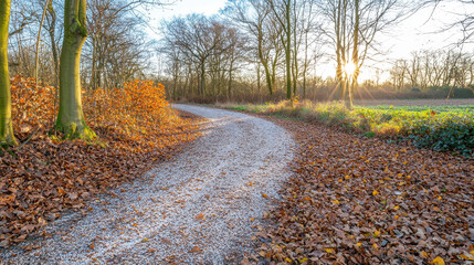 Winding gravel path surrounded by trees and autumn foliage, illuminated by warm sunlight during golden hour, creates serene