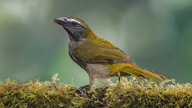 Saltator Maximus, the buff-throated saltator, is a seed-eating bird in the tanager family Thraupidae. It breeds from southeastern Mexico to western Ecuador and northeastern Brazil.