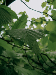 Close-up of a large green forest leaf under soft natural daylight with blurred background perfect for botanical visuals, eco-themed backdrops and nature-related concepts
