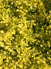 Obraz premium Top view of a dense golden bush with vibrant leaves in direct summer light perfect for design backgrounds, eco visuals and seasonal nature-themed content