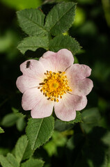Insect on wild rose flower pale pink bloom yellow heart nature macro.
