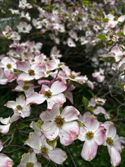 pink cherry blossom in tree 