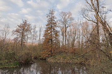 Obraz premium Autumn marsh landscape with swamp in a bare forest in Latemse Meersen nature reserve, Flanders, Belgium 