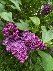 Vibrant lilac flowers in springtime garden