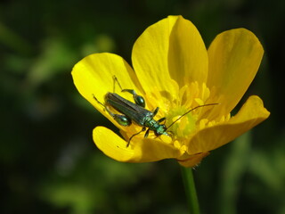 Thick-legged flower beetle (Oedemera nobilis), also known as swollen-thighed beetle, male on a creeping buttercup flower